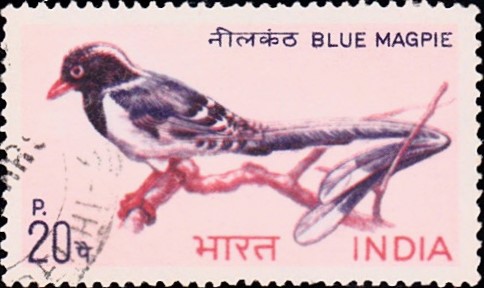 Red-billed blue magpie (Urocissa erythroryncha) : Neelkanth (नीलकंठ)