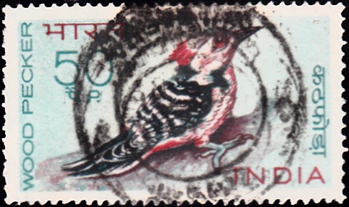Brown-fronted pied woodpecker (Dryobates himalayensis) : कठफोड़वा (কাঠঠোকরা)