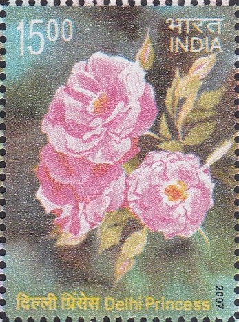 popular Indian-bred rose