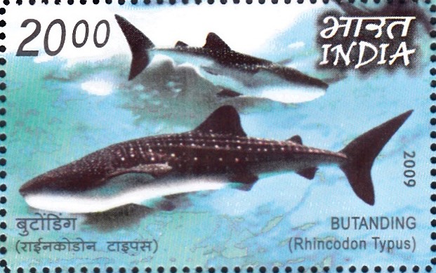 Whale shark : Rhincodon Typus