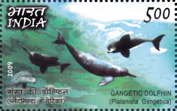 South Asian river dolphin : Platanista Gangetica