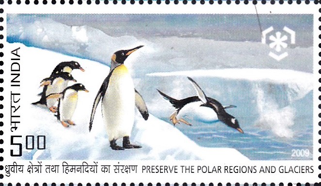 Emperor penguin : Antarctica : South Pole
