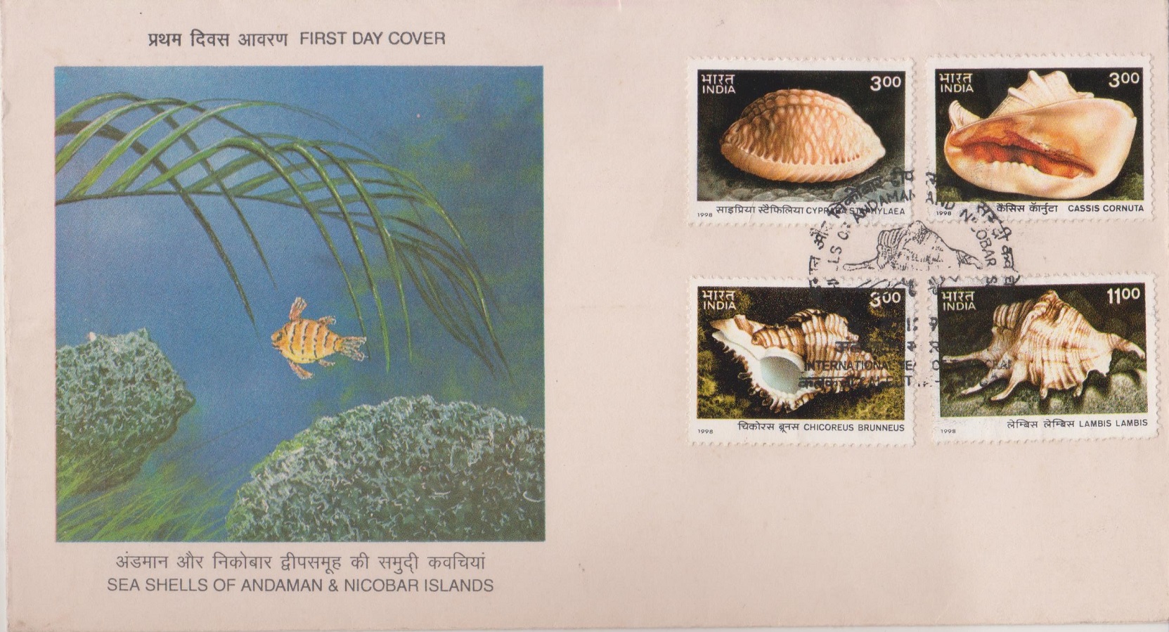 Sea Shells of Andaman and Nicobar Islands