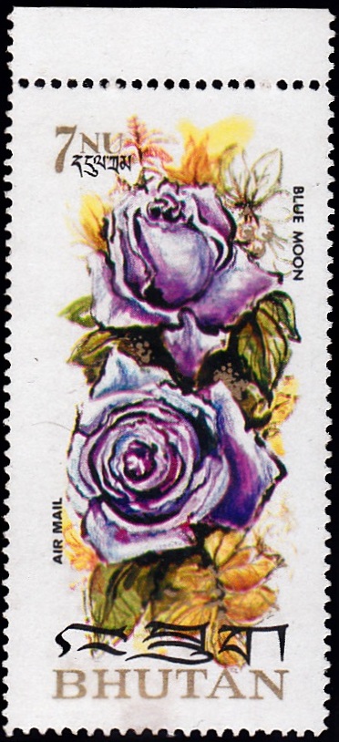 Roses of Bhutan 1973