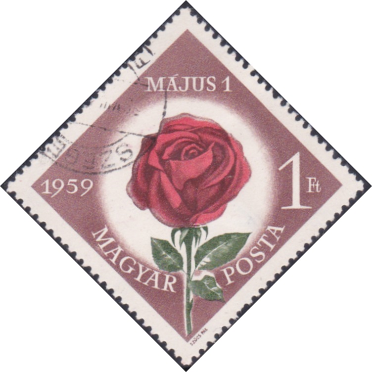 Roses of Hungary 1959