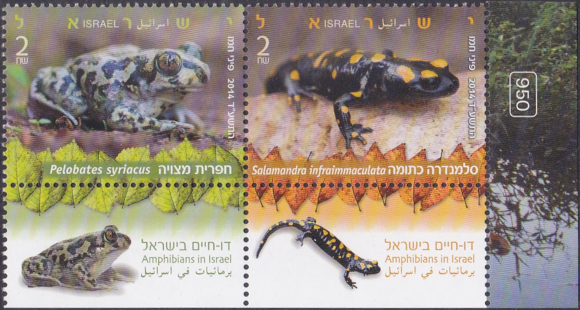  Amphibians in Israel 2014