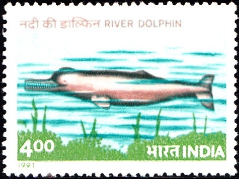 Ganges River Dolphin (Platanista gangetica)