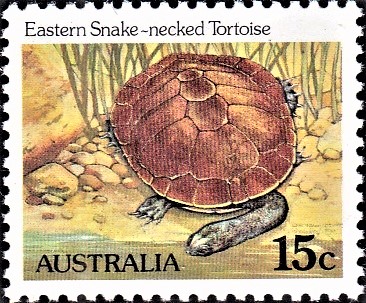 Eastern long-necked turtle (Chelodina longicollis)