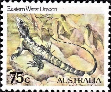 Australian water dragon (Intellagama lesueurii)