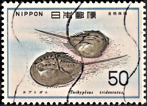 Chinese (Japanese) tri-spine horseshoe crab : Tachypleus tridentatus