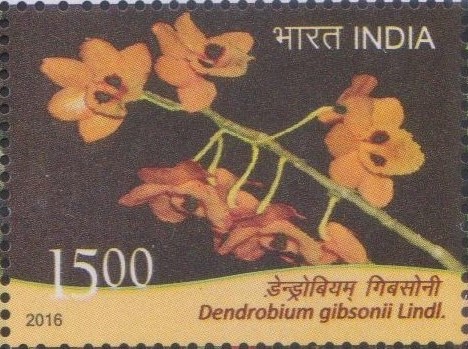 Gibson's Dendrobium