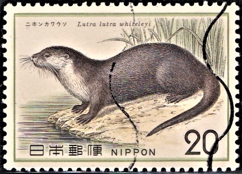 Japanese River Otter : Lutra lutra whiteleyi (Lutra nippon)