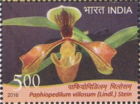 Paphiopedilum Villosum : Hairy Slipper Orchid