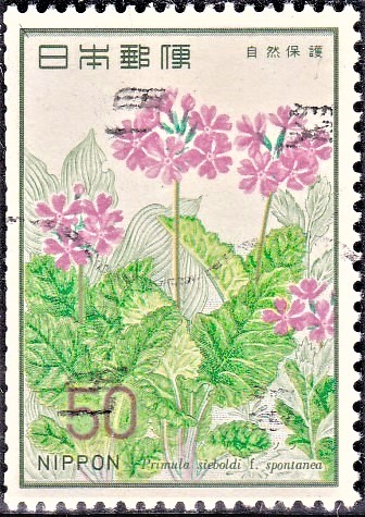 Sakurasou Flower