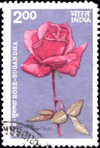 Indian Roses 1984