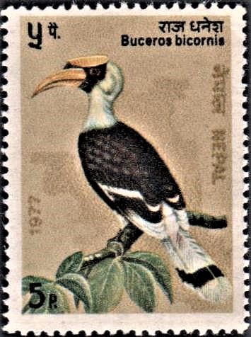 Great Pied Hornbill : Himalayan Bird