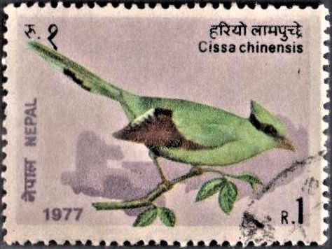 Green Magpie : Nepalese bird
