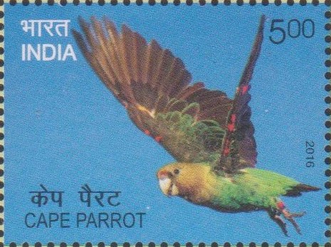 Levaillant's parrot (Poicephalus robustus)
