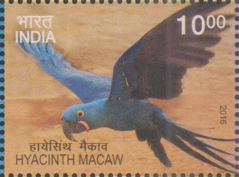 Hyacinthine Macaw (Anodorhynchus hyacinthinus)