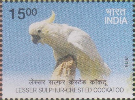 Yellow-crested cockatoo (Cacatua sulphurea)