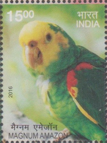 Yellow-headed parrot (Amazona oratrix)