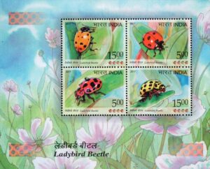 India on Ladybird Beetle