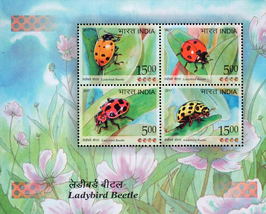India on Ladybird Beetle