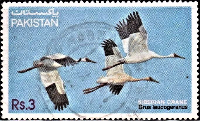  Pakistan on Siberian Crane