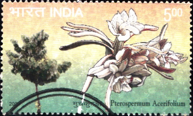 Pterospermum Acerifolium