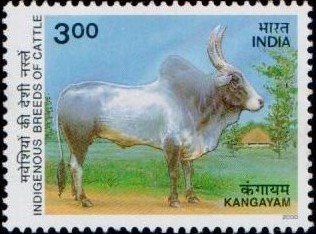 Cow : Kangayam (Kanganadu)