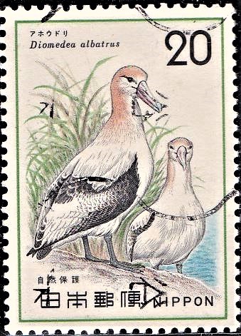 Steller's albatross (Phoebastria albatrus) : Peter Simon Pallas