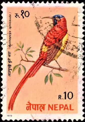 Fire-tailed sunbird