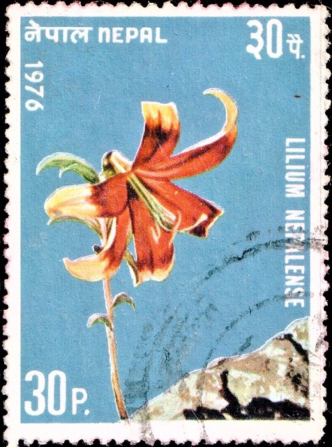 Lily of Nepal : Scottish Botanist David Don