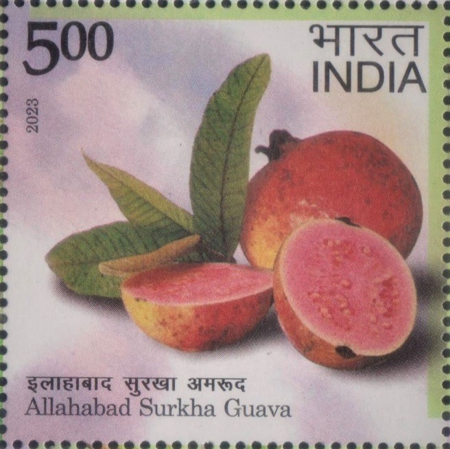 Allahabadi Surkha : Prayagraj Guava (Amrood)