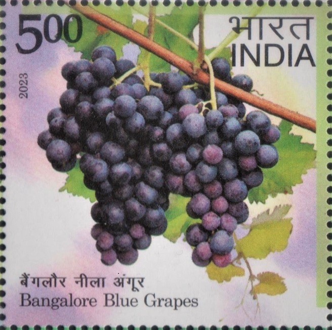 Bangalore Blue : fox grape (Vitis labrusca)