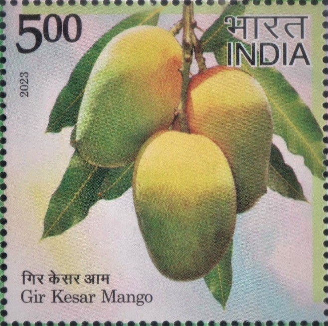 Kesar : Gujarat fruit