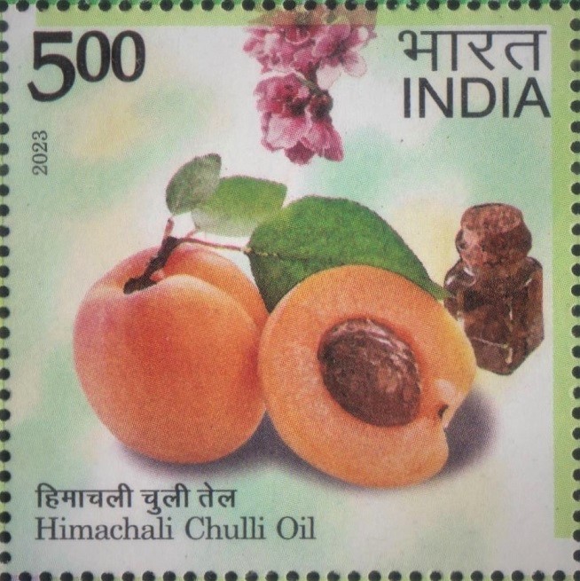 Wild Apricot : Himachal Pradesh